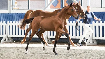 Baloutina d'Grandin Z (pouliche)