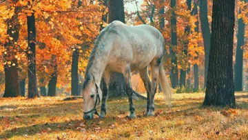 Le tiers payant pour le remboursement des frais vétérinaires