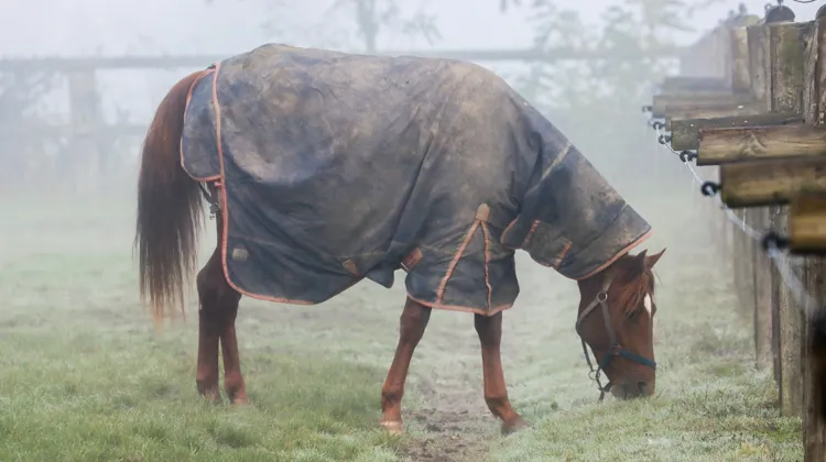 Prévenir les ulcères gastriques chez le cheval
