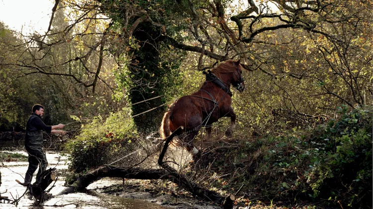 Avec la SFET, le travail avec les chevaux est toujours plus d’actualité