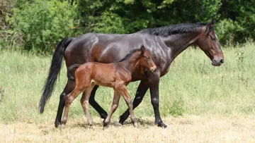 Dans le but d’améliorer le réservoir génétique femelle, il a donc été décidé d’encourager la mise à la reproduction des meilleurs sujets en incitant notamment les éleveurs à utiliser les jeunes juments.