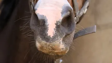 Audevard - L'appareil respiratoire en été 