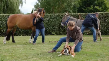 Le shiatsu équin, une pratique structurée en cours de reconnaissance