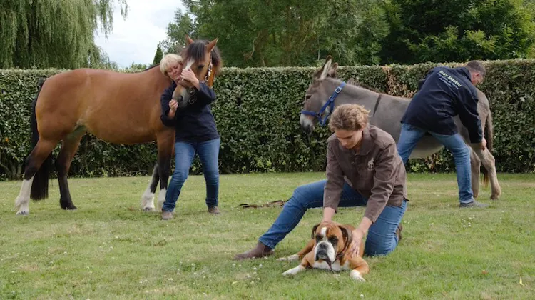 Le shiatsu équin, une pratique structurée en cours de reconnaissance