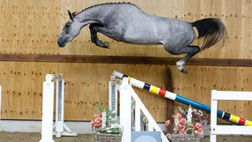 Upstar van de Meyhoeve