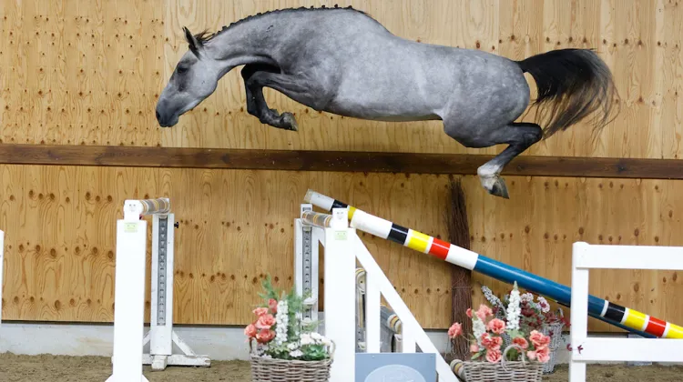 Upstar van de Meyhoeve