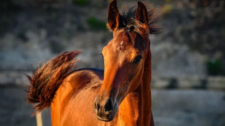 Dernières heures pour enchérir lors des ventes Elite & Sans Réserve Ekestrian