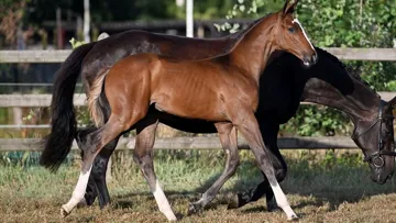 Ventes aux enchères Ekestrian le 23 et 24 août