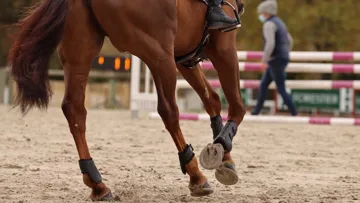 Comment muscler son cheval?