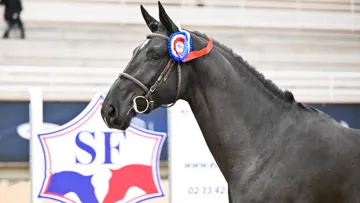 Projecteurs sur… Joker d’Euskadi*GFE