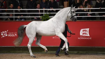 Dallas VDL lors du Salon des étalons de Saint-Lô 2024. 