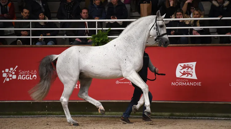 Dallas VDL lors du Salon des étalons de Saint-Lô 2024. 