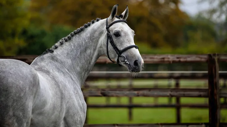 Projecteurs sur… Hokkaido de Menjo