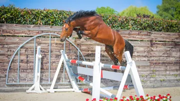 Collection exclusive