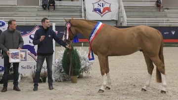 Itoki de Riverland champion des trois ans Selle Français