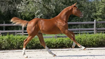 Performance et pedigree se rejoignent dans la collection d'octobre 