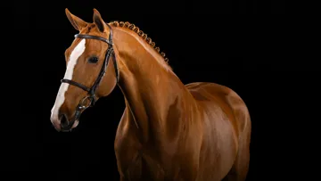 Emely van de Pluimert Z