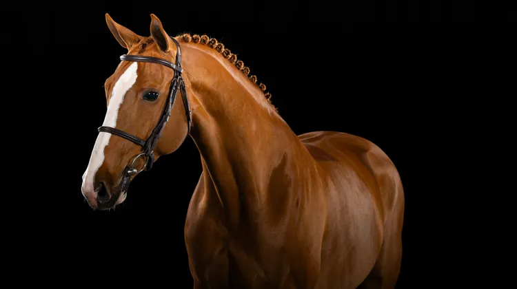 Emely van de Pluimert Z