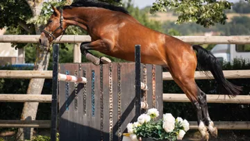 Une première édition de ventes lors du CSI4* de Courlans pour la maison de ventes aux enchères Pierre Bergé et Associés !