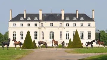 Haras de Hus Online Auction, 28 occasions de rêver !  Du 11 au 13 juin 2023