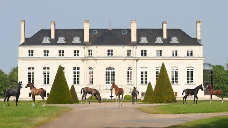 Haras de Hus Online Auction, 28 occasions de rêver !  Du 11 au 13 juin 2023