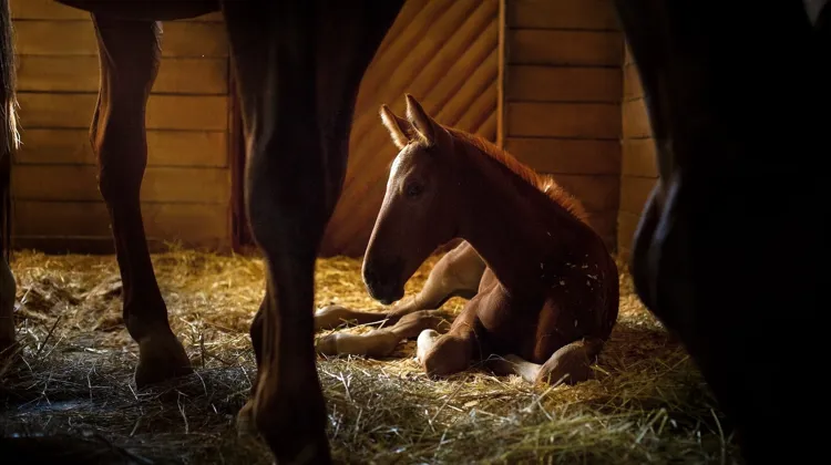 Selon une grande partie de la classe vétérinaire, l’entérite proliférative ne touche que des poulains