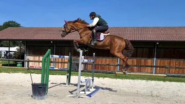 El Cid Van Ter Moude, BWP par Papillon Rouge × Corofino, étalon approuvé AES, 19 ANS, monté par Romain Boulanger (champion d'Europe Junior de CCE)