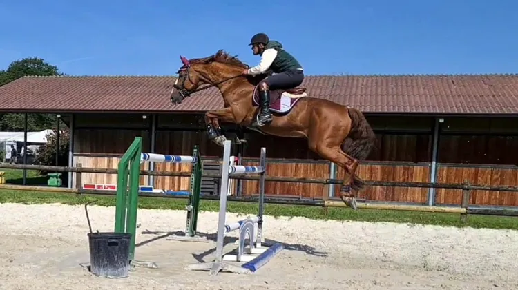 El Cid Van Ter Moude, BWP par Papillon Rouge × Corofino, étalon approuvé AES, 19 ANS, monté par Romain Boulanger (champion d'Europe Junior de CCE)