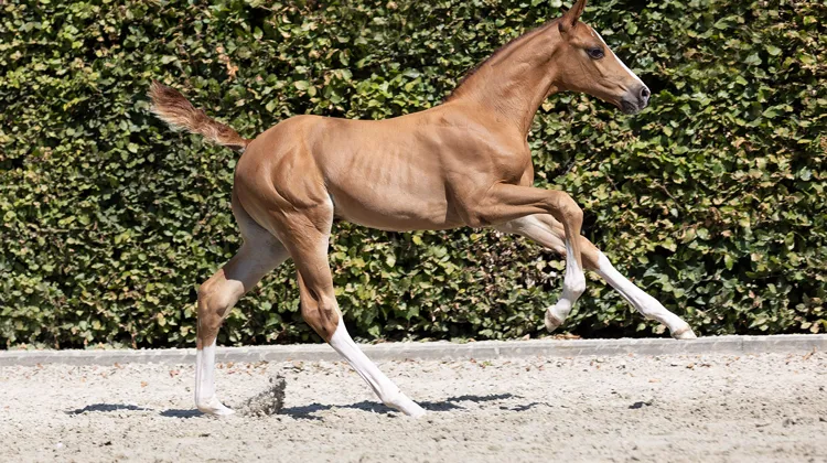 Les détails de la collection 