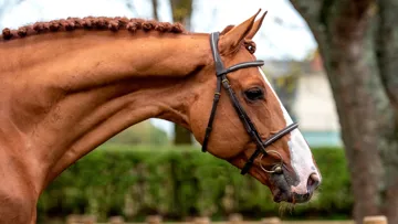 Onze produits de l’étalon Candy de Nantuel sont repartis de la Grande Semaine avec une mention : un record !