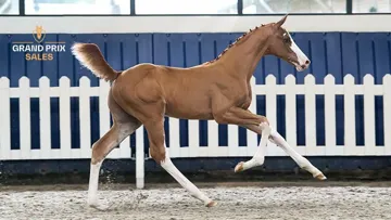 14. Eclipse Cologne Z (Ermitage Kalone) colt