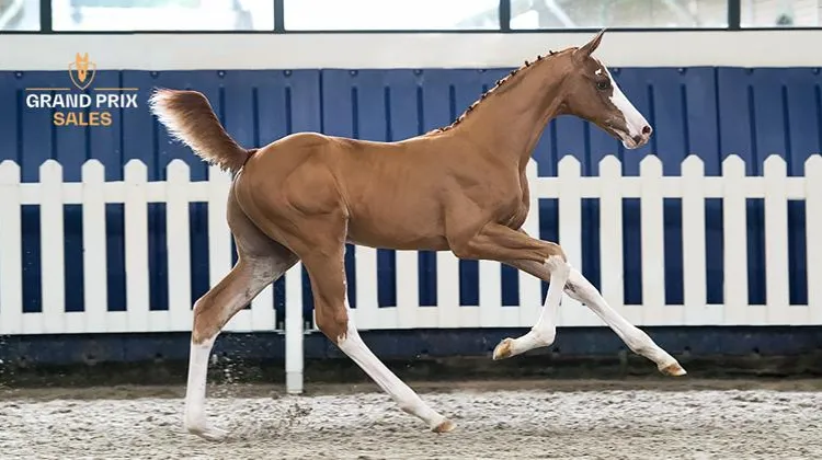 14. Eclipse Cologne Z (Ermitage Kalone) colt