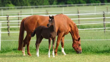 Tentez de remporter un électrificateur connecté grâce à Lacmé, expert de la clôture 2.0