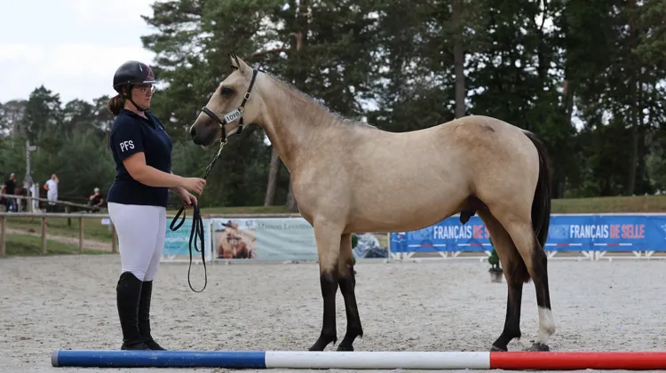 Ouessant d’Embets a obtenu le titre de champion des mâles d’un an Poneys Français de Selle.