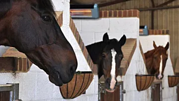 “Un solarium d’un autre type, pour une couverture complète du corps du cheval !”