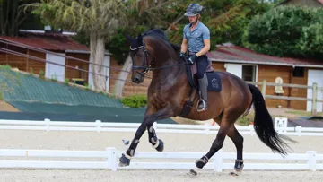 Au galop allongé, le cheval conserve un équilibre montant. Les postérieurs s’engagent sous la masse et les épaules sont dégagées.
