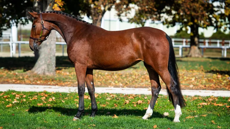 La vente aux enchères Scuderia Sonnevend 2023 commence aujourd'hui! 