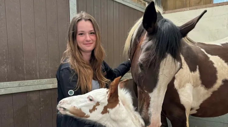 Ann Jacolin, dont le compte ForeverLennon comptabilise plus de 365000 abonnés au total sur ses trois plateformes, profite de cette visibilité pour promouvoir son élevage de chevaux de couleur.