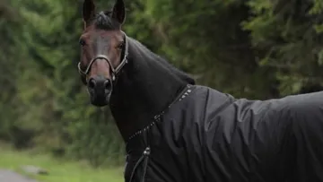 La rubrique du Pôle Hippolia : comment couvrir son cheval en hiver ?