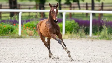 Scuderia SA Auction, des poulains et embryons de haute lignée, au cœur de l’attention des acheteurs, du 15 au 17 juillet