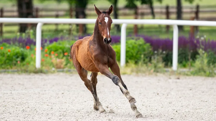 Scuderia SA Auction, des poulains et embryons de haute lignée, au cœur de l’attention des acheteurs, du 15 au 17 juillet
