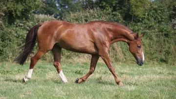 Electra van't Roosakker au haras d'Ick