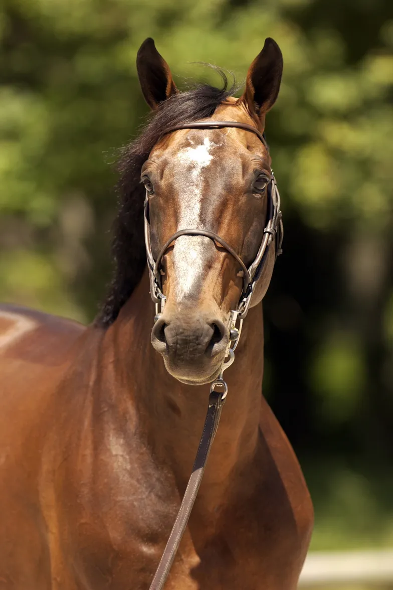 Diamant de Semilly n'a pas quitté le Top trois du classement de la WBFSH depuis 2014.