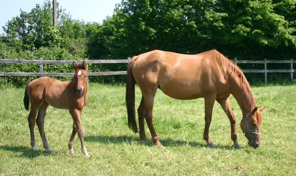 Hermine, la mère OI d’Aline, est ici suitée de Tornade d’Helby.