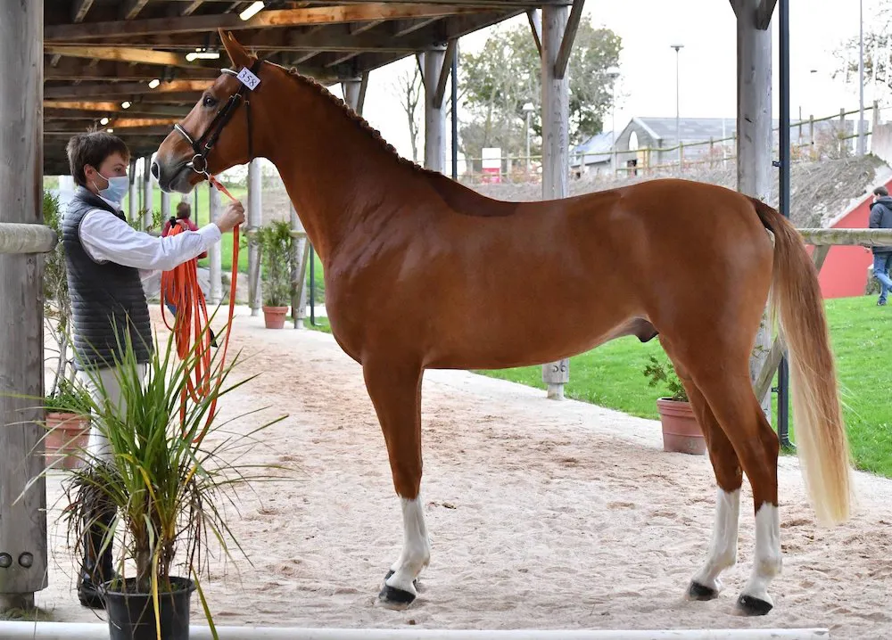 Deuxième fils d’Aline, Helby a remporté la qualificative des mâles de trois ans qui s’est tenue il y a deux semaines à Saint-Lô, obtenant 17 au saut en liberté et 18,25 au saut monté.