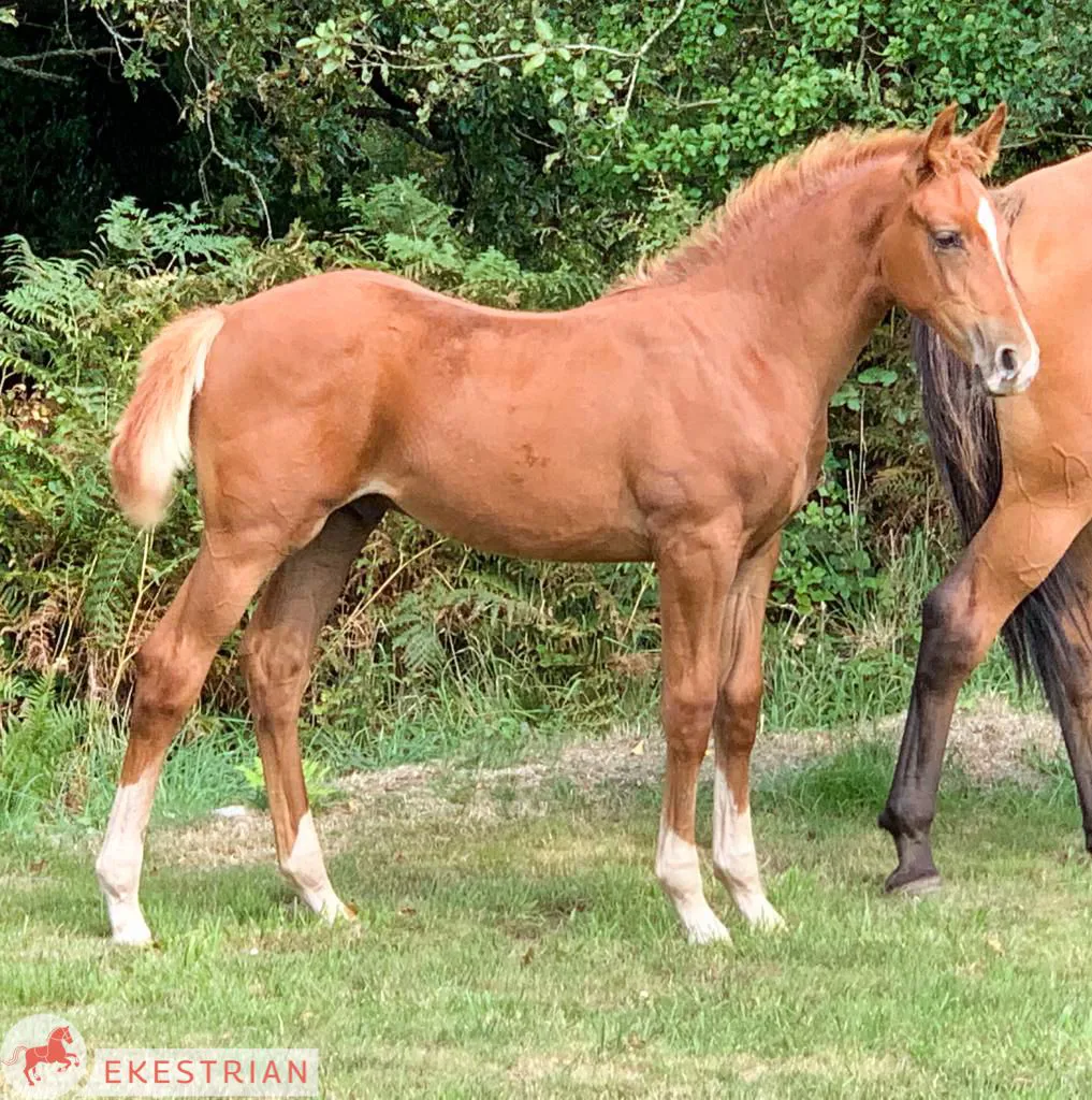Poulain Mâle - Le sang de For Pleasure avec la soeur de l'exceptionnel Corrado du Moulin CSI 1.50m avec Camille Condé-Ferreira