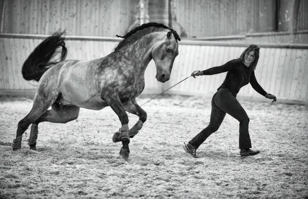 l’artiste française Clémence Faivre Luraschi intègrera avec brio la tournée du spectacle « Fascination ». Révélée au public grâce à son bel alezan Gotan, elle s’entraîne ici avec son étalon Lusitanien Fuego FG.