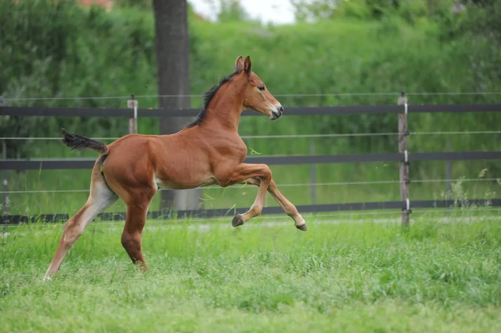 Chacco Rouge x Diamant de Semilly