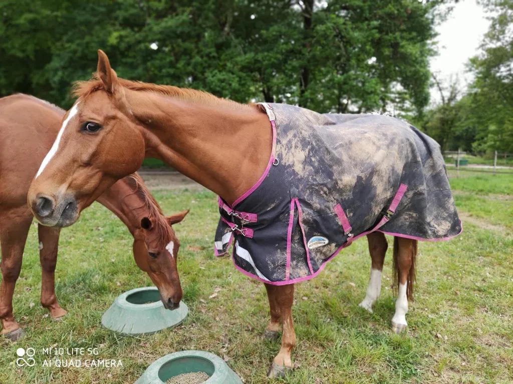 Ici au premier plan, Tempo de Paban coule désormais des jours heureux avec son ancienne voisine d'écurie, Quenelle du Py. 