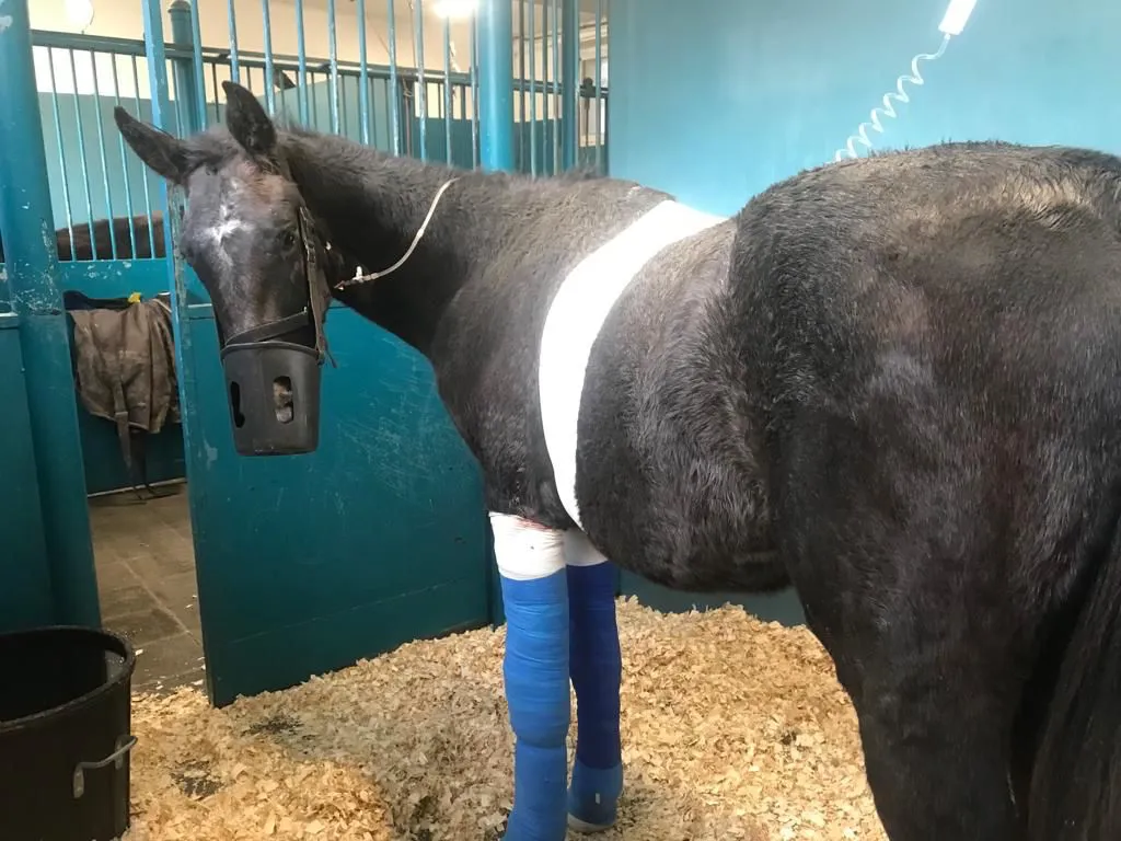 Le poulain fait toujours l’objet de soins intensifs.